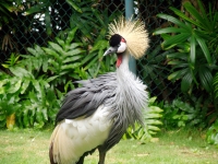 bird-bibble