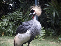 bird-capture1