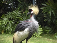 bird-rawdev
