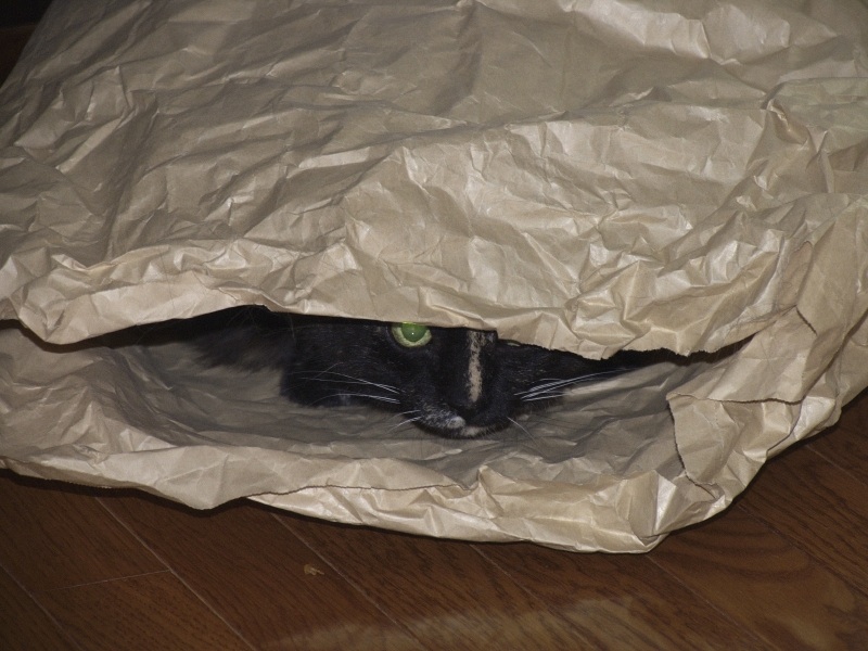 lurking