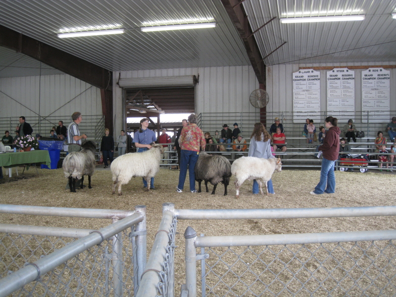 Sheep competition