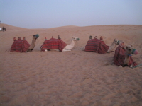 Camels