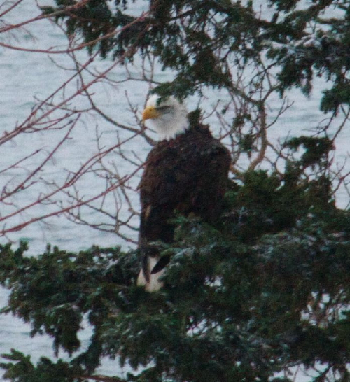 bald eagle -- cms