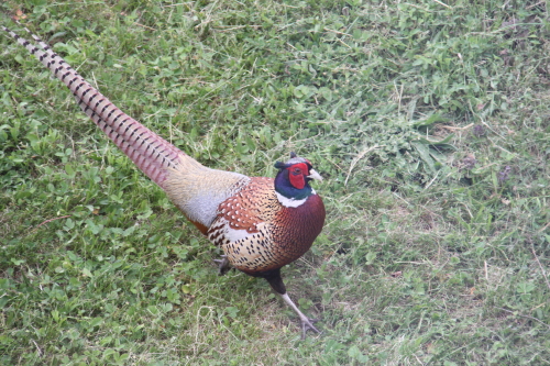 Mr Pheasant